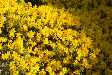 big bush of genista pulchella in summer sun