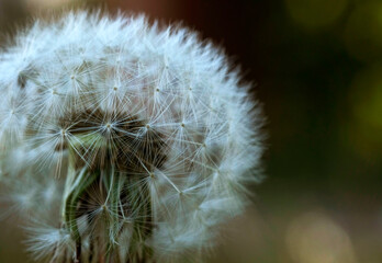 sweet and delicate image of a dandelion flower