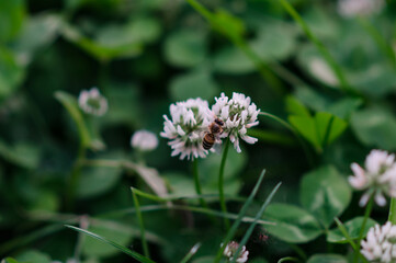 Clover and a bee on the lawn