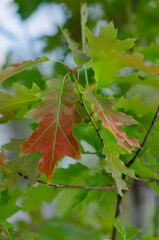 Colored leaves in autumn
