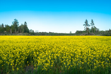 Obraz premium Rapeseed field. Panoramic view of a large yellow rapeseed field with a forest on the horizon. Countryside area agriculture farm in summer. Technology for growing ecology plants for oil and biofuels.