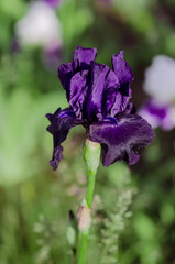 Violet iris flower blooming close-up