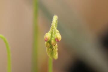 Drosera Capensis flower bud macro photo