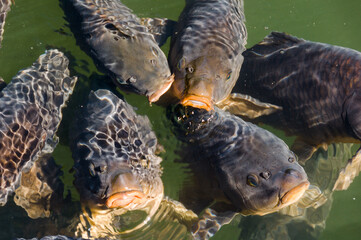 Arlesheim, Karpfen, Fisch, Cyprinus carpio, Weiher, See, Ermitage, Baselland, Spazierweg,...