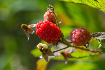 ripe raspberry on a branch