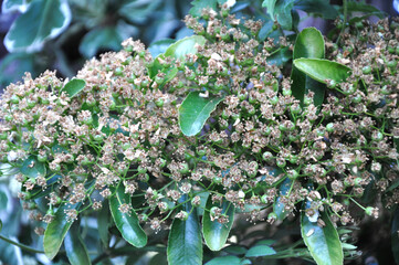 Spring in the Garden