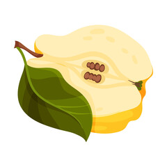 Halved Quince Showing Light Flesh with Seeds Vector Illustration