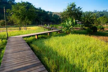 A wooden walkway over the rice paddy, Chiang Rai, Thailand.