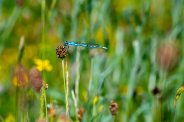 Common Blue Damselfly (Enallagma cyathigerum) on grass stem