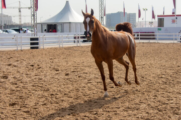 Brown Arabian horse cantering
