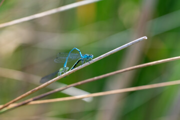 Common Blue Damselfly (Enallagma cyathigerum) on grass stem