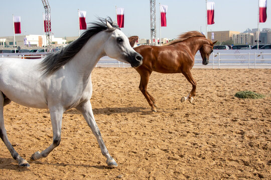 two horses trotting and jumping