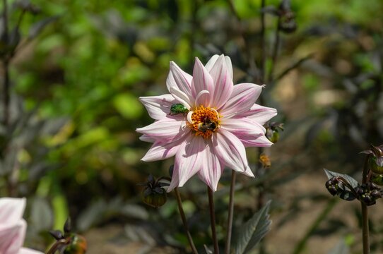 Insekten auf einer Blume
