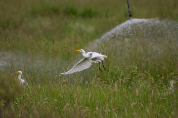Cattle egret flying over green grass 