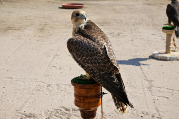 Saker falcon tethered to perch