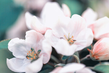 Fototapeta na wymiar Apple tree blossoms against a blue sky