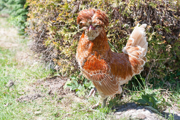 Free range chamois Polish cockerel