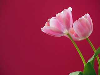 Couple of pink tulips closeup on red background