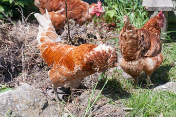 Free range chamois Polish cockerel & two warren hens