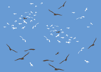 Flying Birds At Kakadu