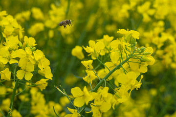 bee in flight. flies to a bloomed rapeseed flower to collect nectar and its dusting. collecting honey. rapeseed field. selective focus