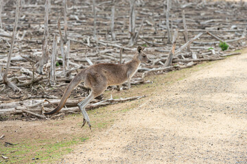 Eastern Grey Kangaroo