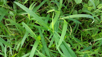 Fresh green grasses with dew drops