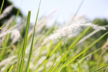 swaying grass in the sun