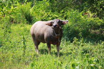 water buffalo in the field