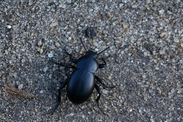 Closeup of a black darkling beetle on the ground.