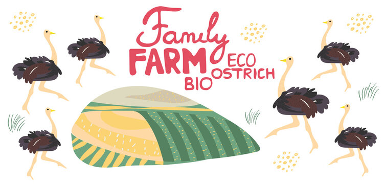 Cute ostrich handdrawn vector illustration. Family farm illustration and lettering.  Exotic animal  isolated on white background. Farm birds, rural landscape. Design elements for a poster, banner