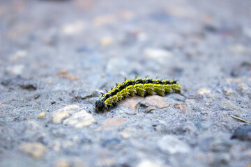 A small striped caterpillar crawls slowly along the road. Close up.