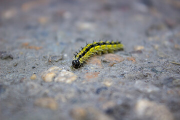 A small striped caterpillar crawls slowly along the road. Close up.