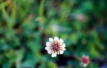 Macro photo nature white flower clover. Background of blooming clover flowers on a green field. Wild flowering clover grows in the ground.