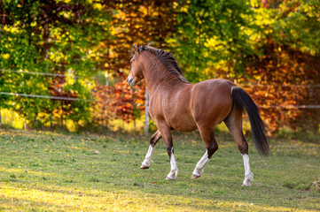 Beautiful stunning welsh mountain pony young helathy stallion running and posing on pasture on...