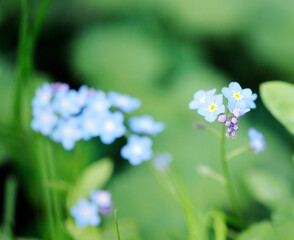 Meadow plant background: blue little flowers - forget-me-not close up and green grass.