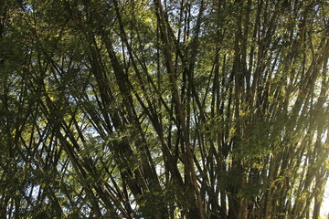 trees and leaves in the forest of beautiful nature