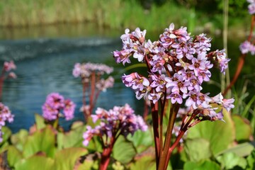 Milkweed flowers. Asclepias, genus of herbaceous, perennial, flowering plants known as milkweeds