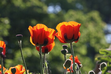 Two poppy flowers  in focus, blurred background. Evening light.