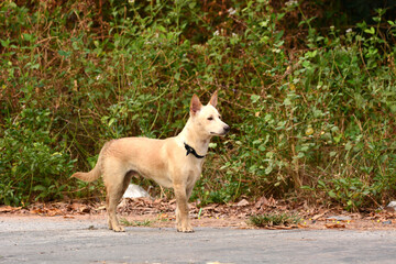 Obraz premium the dog are looking to something.