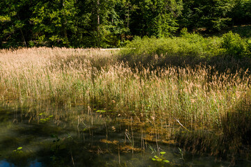 Arlesheim, Ermitage, Dorf, Weiher, Seerose, See, Schilf, Wasserpflanzen, Naturschutz, Baselland, Wald, Waldweg, Wanderweg, Spazierweg, Ausflugsort, Kraftort, Sommer, Schweiz