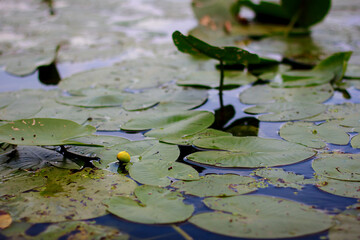 Closed bud of a perennial aquatic plant water lily (Nymphaea) alone among green leaves in blue river water.
lmage with selective focus