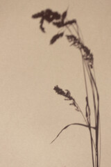 Meadow herbs shadow on beige background with copy space, vertical. Minimaltic summer concept flat lay, top view. White and gray creative nature blurred horizontal backdrop