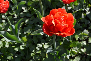 Double Early Tulips in the spring garden. Macro view of fully double tulip  with red petals. Look almost like peonies. Red peony-flower tulip