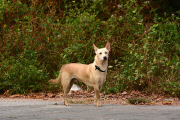 the dog are looking to something.
