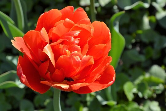 Double Early Tulips in the spring garden. Macro view of fully double tulip  with red petals. Look almost like peonies. Red peony-flower tulip