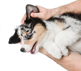 Male hands hold a funny fluffy puppy. Background is isolated. Australian Shepherd Dog.
