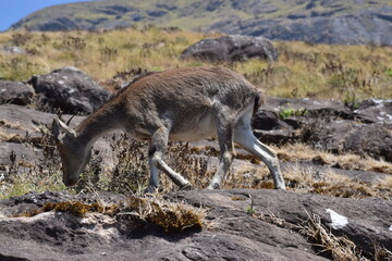 A mountain goat is looking to graze on the rocks