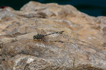 Slender Skimmer (Orthetrum sabina) dragonfly resting on a rock