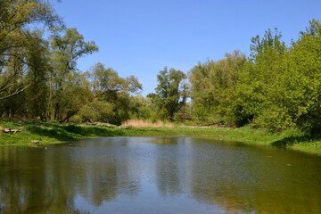 Fototapeta na wymiar Mlocinski Park or Forest. Forest park located in Bielany district in Warsaw, Poland